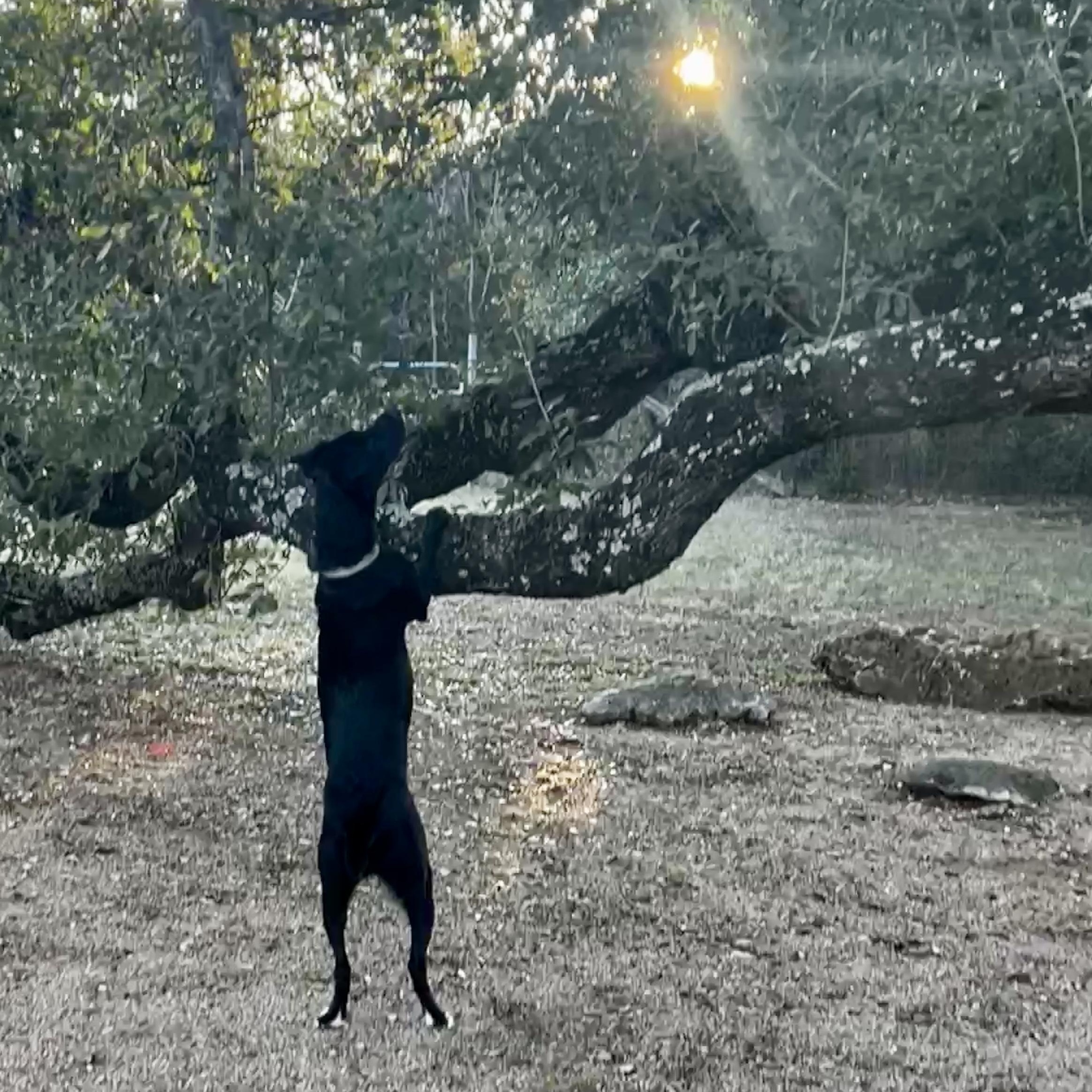 Enlarge Sophie, a Adoptable mixed breed in Cedar Park , TX image 3/6