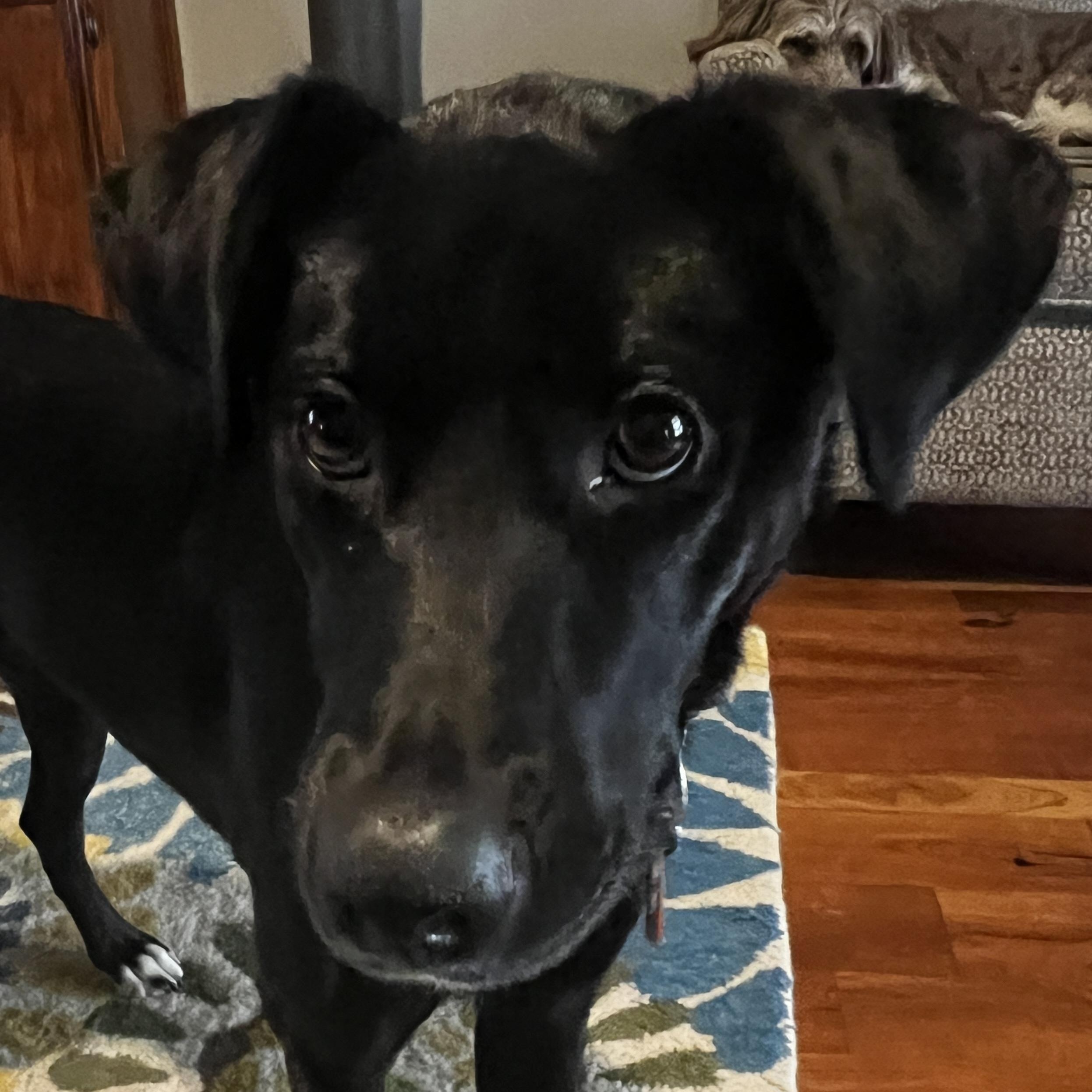 Sophie, Adult Female Labrador Retriever