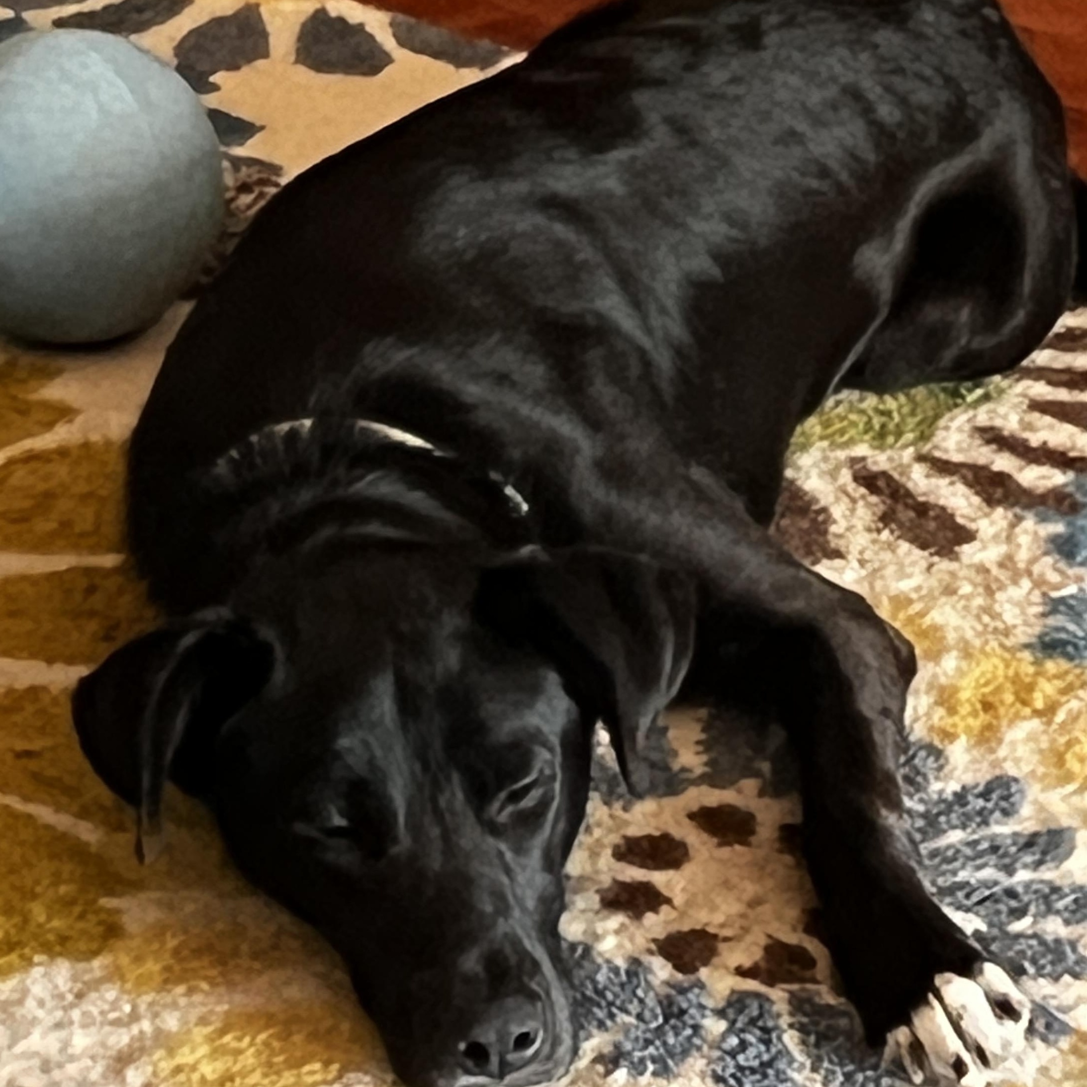 Enlarge Sophie, a Adoptable mixed breed in Cedar Park , TX image 6/6