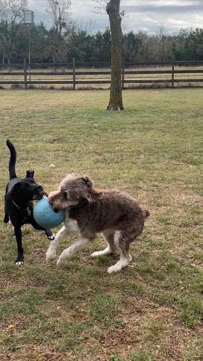 Enlarge Sophie, a Adoptable mixed breed in Cedar Park , TX video 4/6