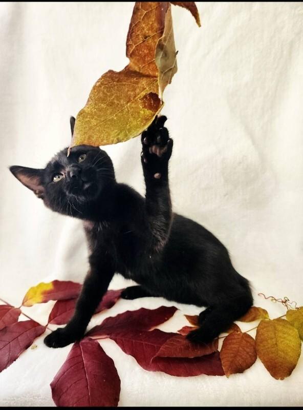 Enlarge Atom, a Adoptable Domestic Short Hair in Georgetown, OH image 1/1