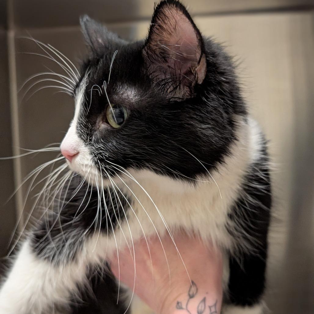 Gummy Bear, Adoptable, Adult Female Domestic Medium Hair.