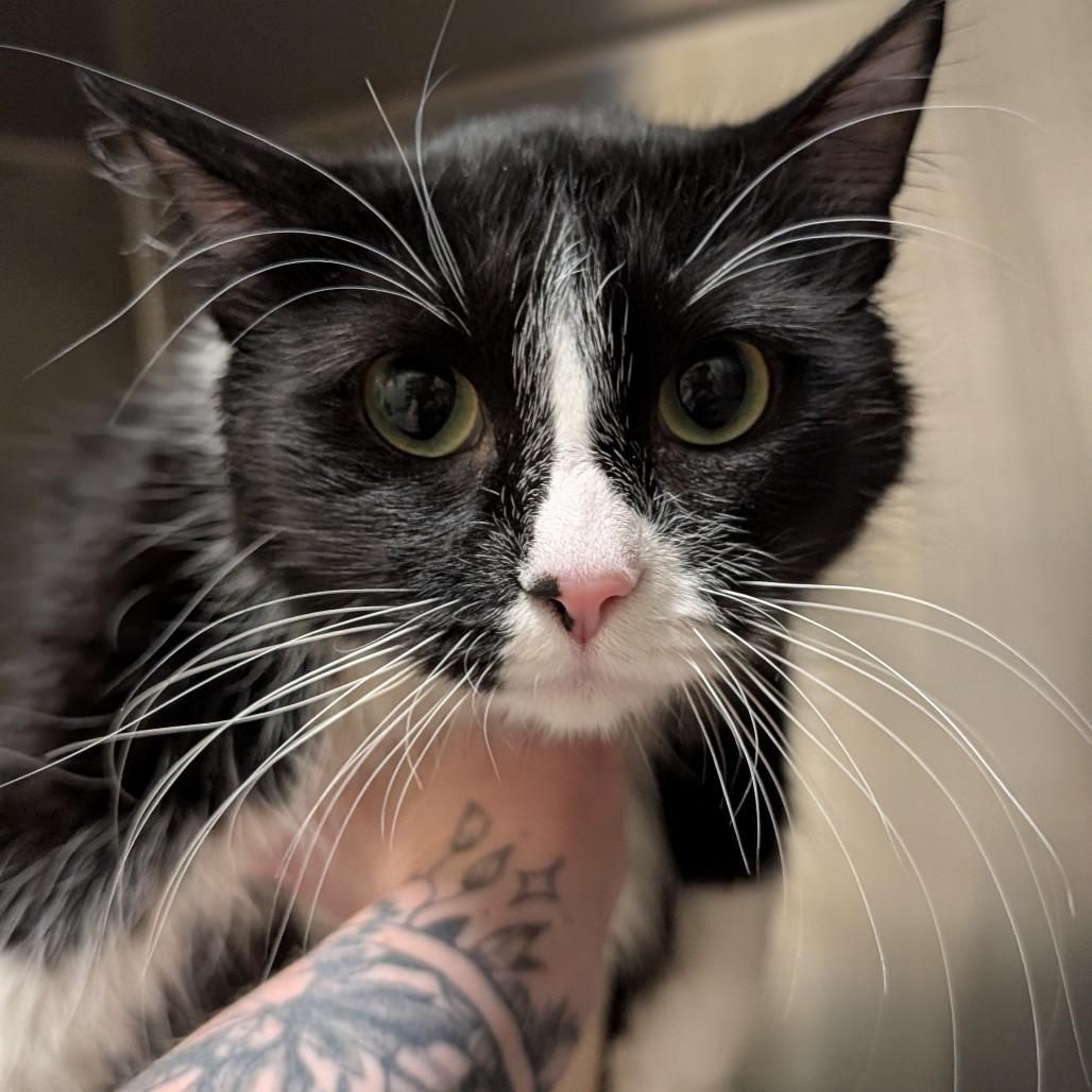 Enlarge Gummy Bear, a Adoptable Domestic Medium Hair in Asheville, NC image 2/5