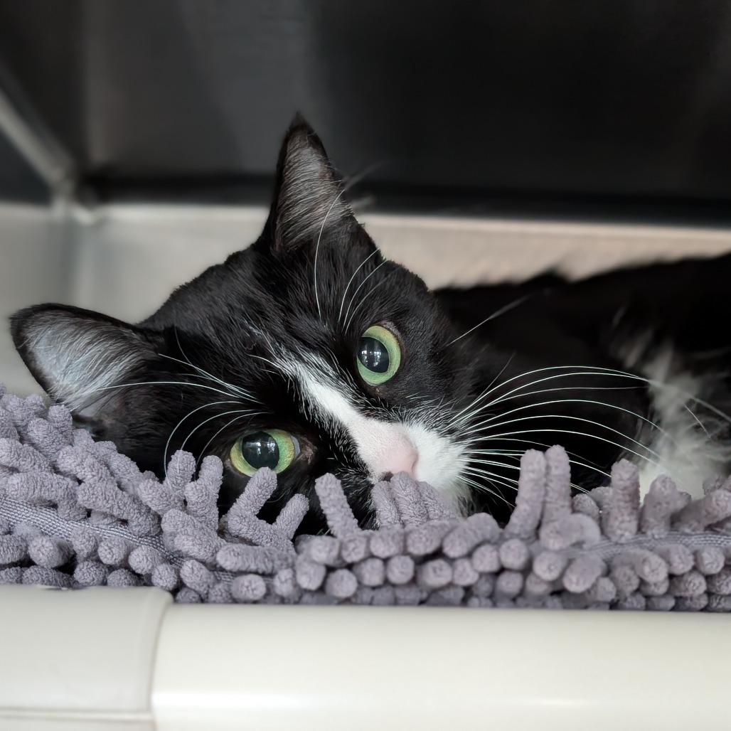 Enlarge Gummy Bear, a Adoptable Domestic Medium Hair in Asheville, NC image 3/5