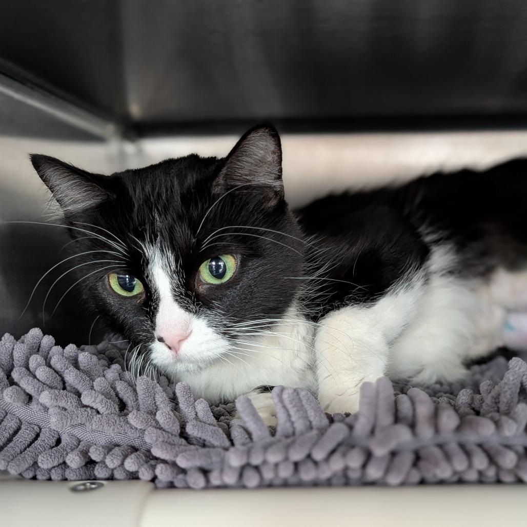 Enlarge Gummy Bear, a Adoptable Domestic Medium Hair in Asheville, NC image 4/5