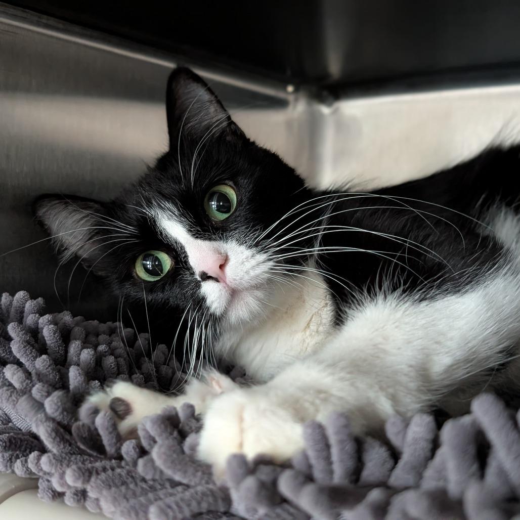 Enlarge Gummy Bear, a Adoptable Domestic Medium Hair in Asheville, NC image 5/5