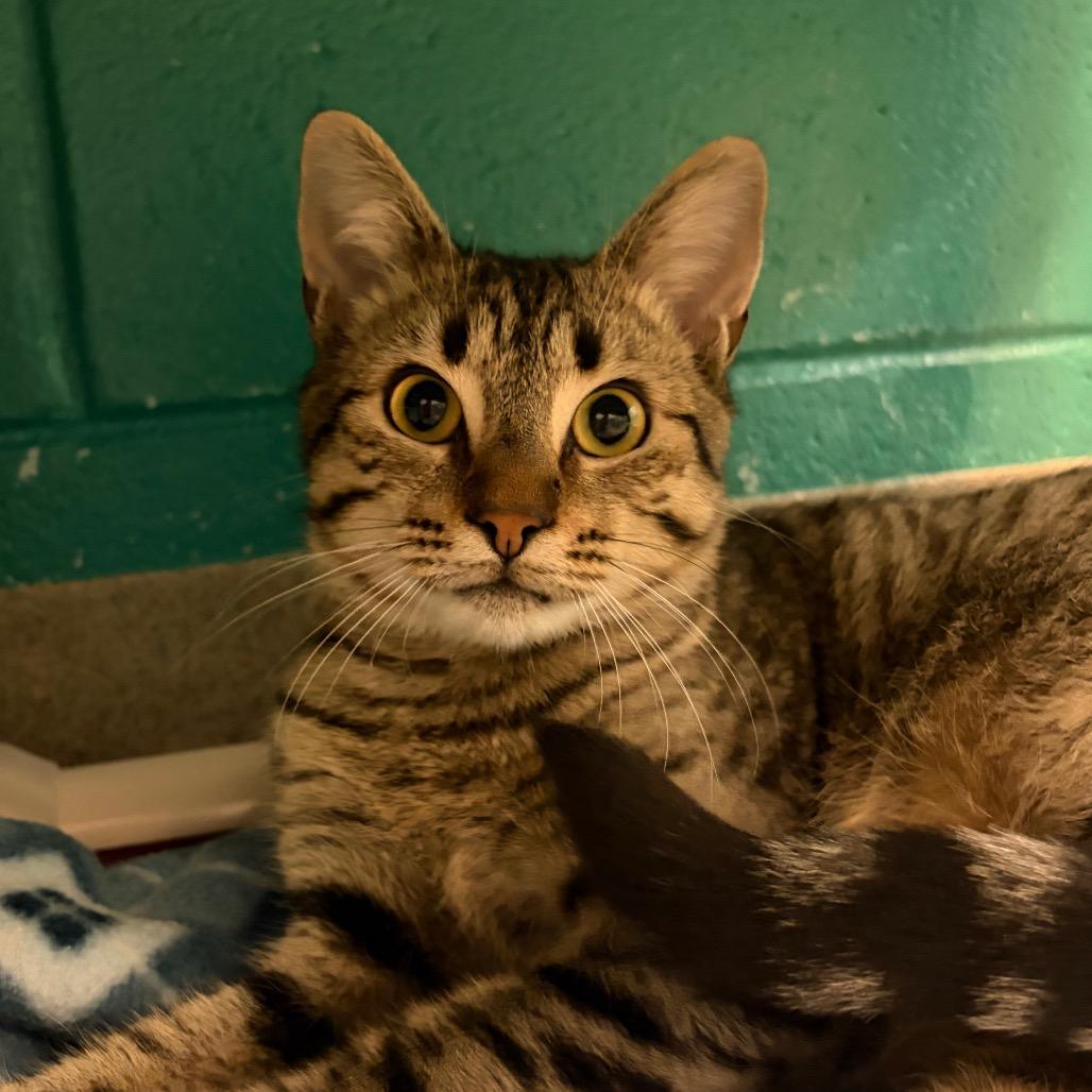Spot, Adoptable, Adult Male Domestic Short Hair.
