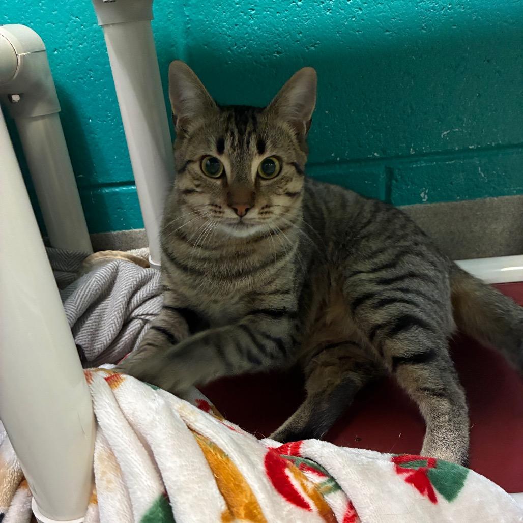 Enlarge Spot, a Adoptable Domestic Short Hair in Fredericksburg, VA image 2/6