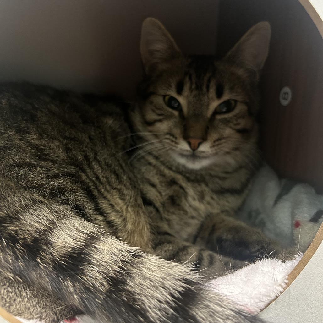 Enlarge Spot, a Adoptable Domestic Short Hair in Fredericksburg, VA image 3/6