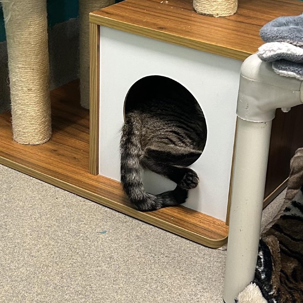 Enlarge Spot, a Adoptable Domestic Short Hair in Fredericksburg, VA image 4/6