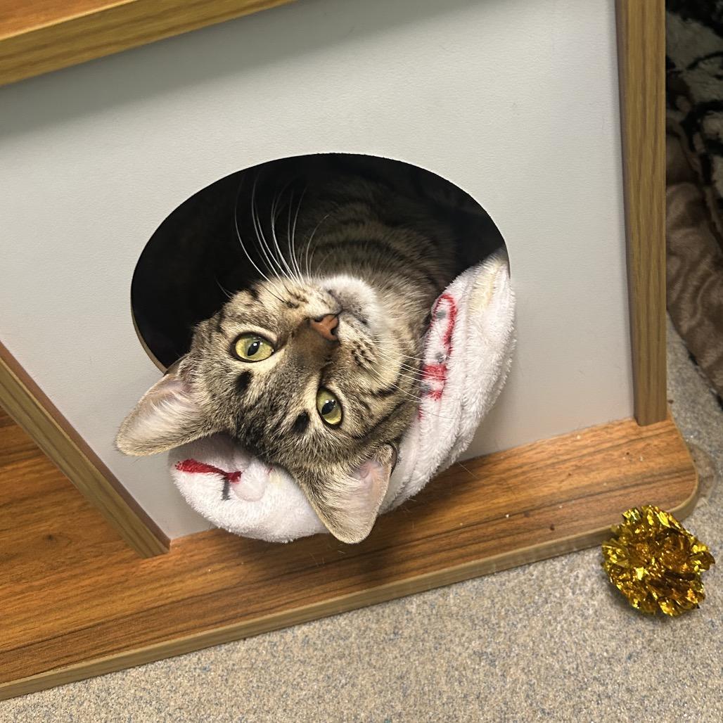 Enlarge Spot, a Adoptable Domestic Short Hair in Fredericksburg, VA image 5/6