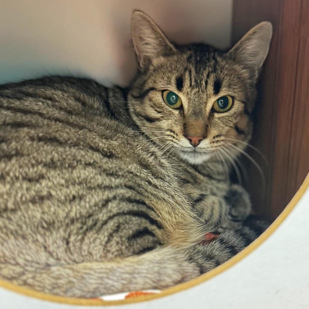 Enlarge Spot, a Adoptable Domestic Short Hair in Fredericksburg, VA image 6/6