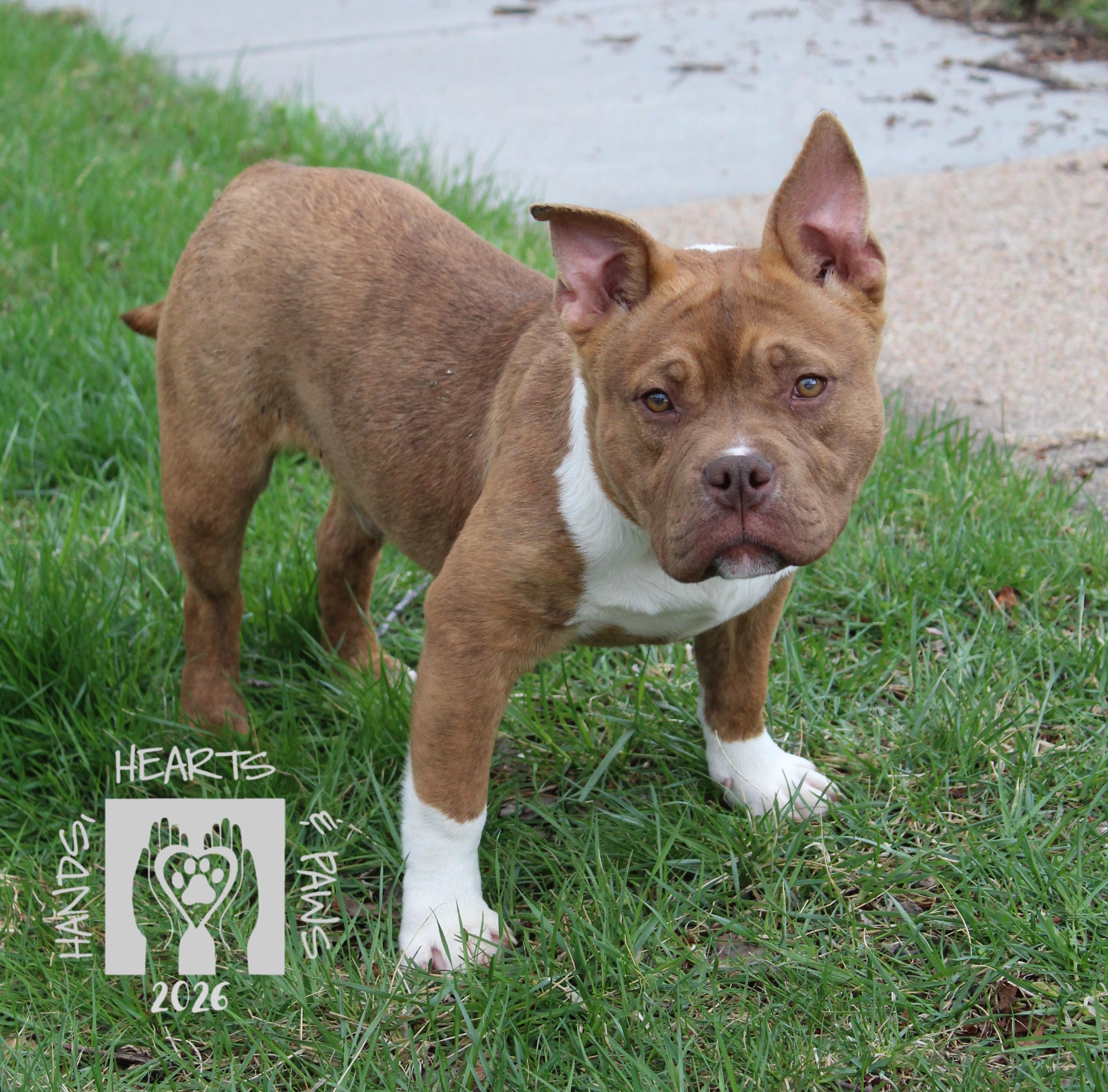 Enlarge Porky, a ADOPTABLE mixed breed in Omaha, NE image 3/5