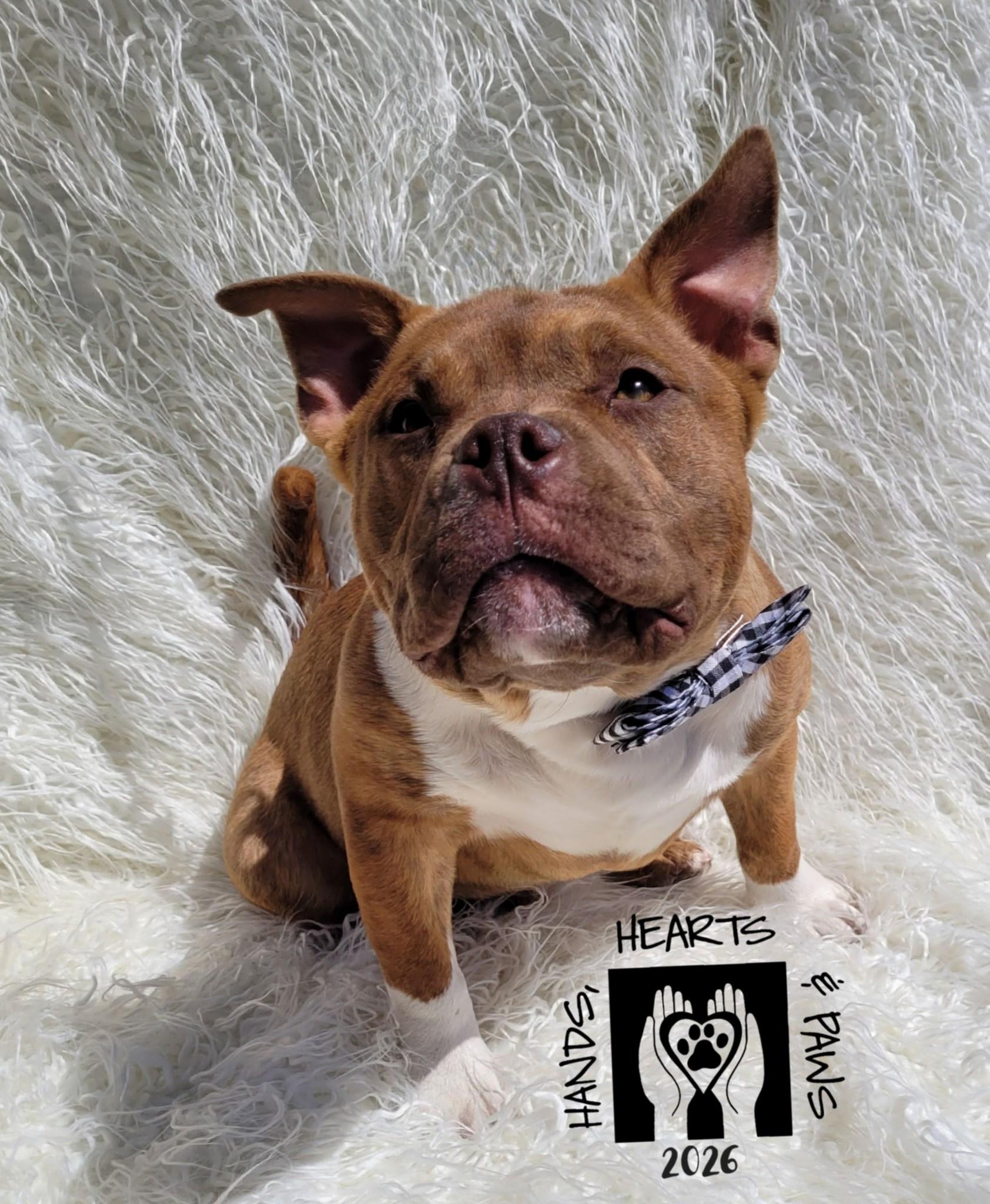 Enlarge Porky, a ADOPTABLE mixed breed in Omaha, NE image 5/5