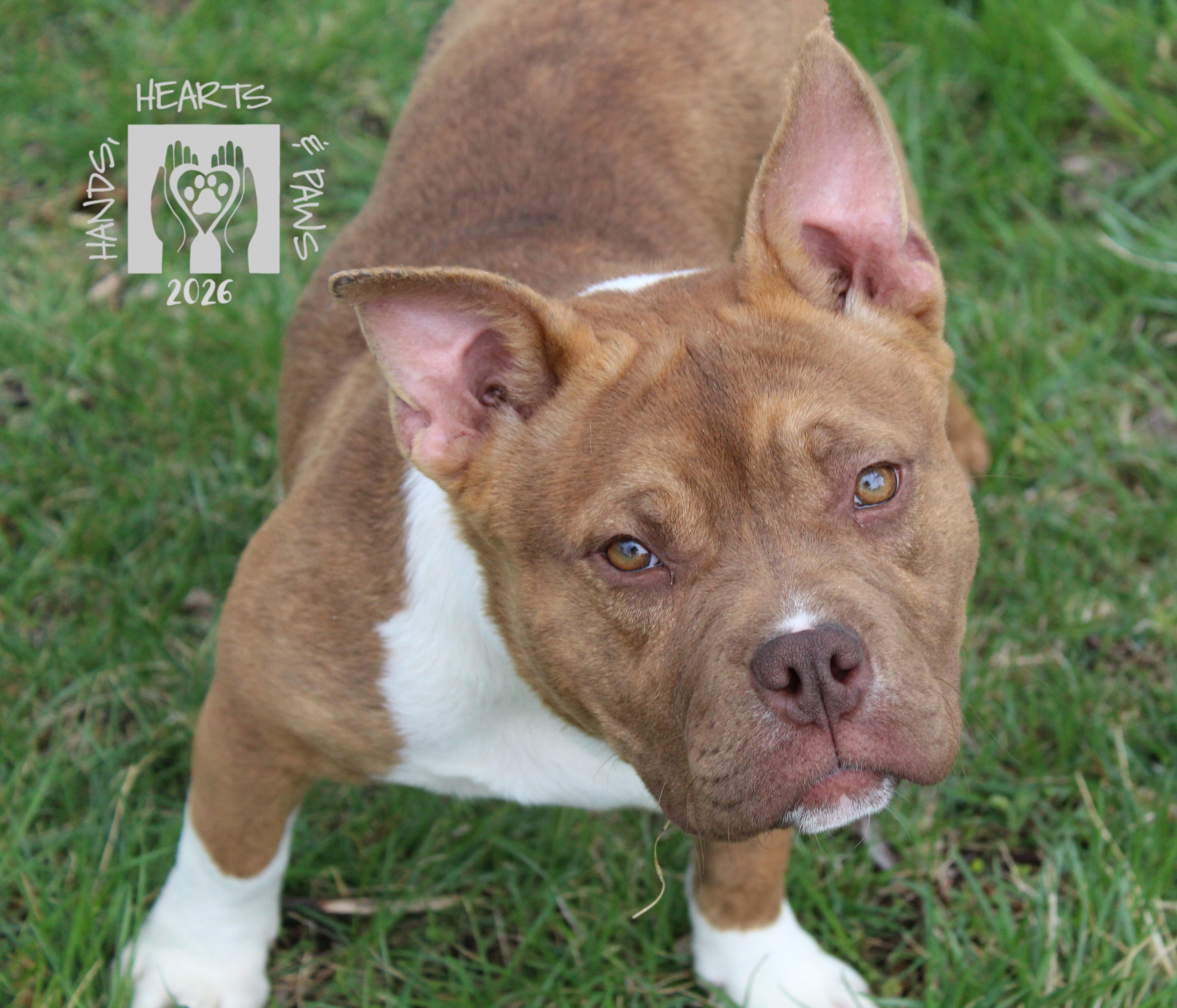 Enlarge Porky, a ADOPTABLE mixed breed in Omaha, NE image 2/5