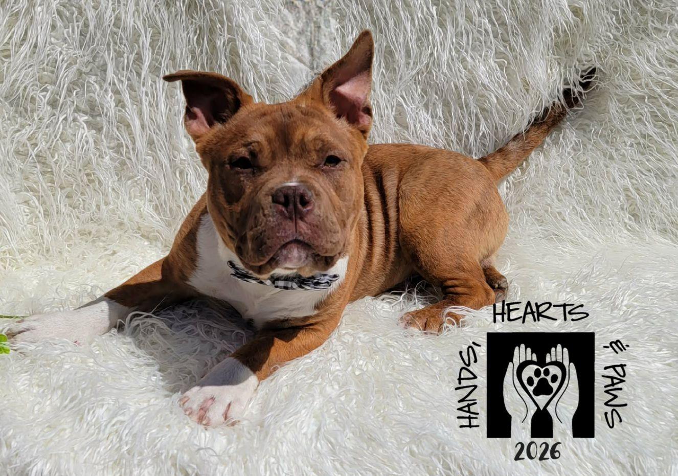 Porky, ADOPTABLE, Puppy Male French Bulldog & Pit Bull Terrier.
