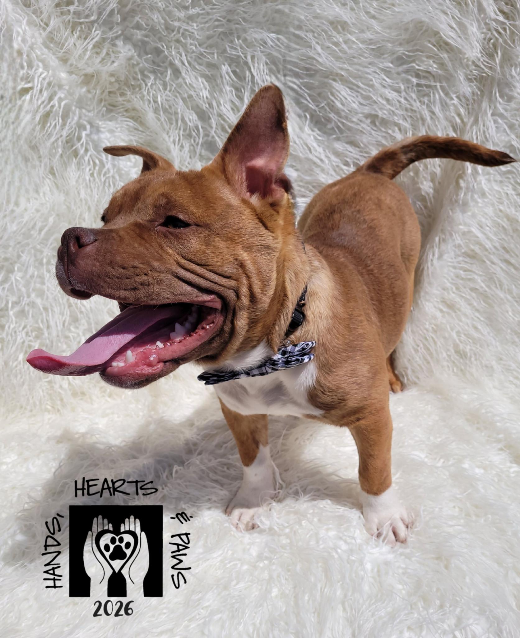 Enlarge Porky, a ADOPTABLE mixed breed in Omaha, NE image 4/5