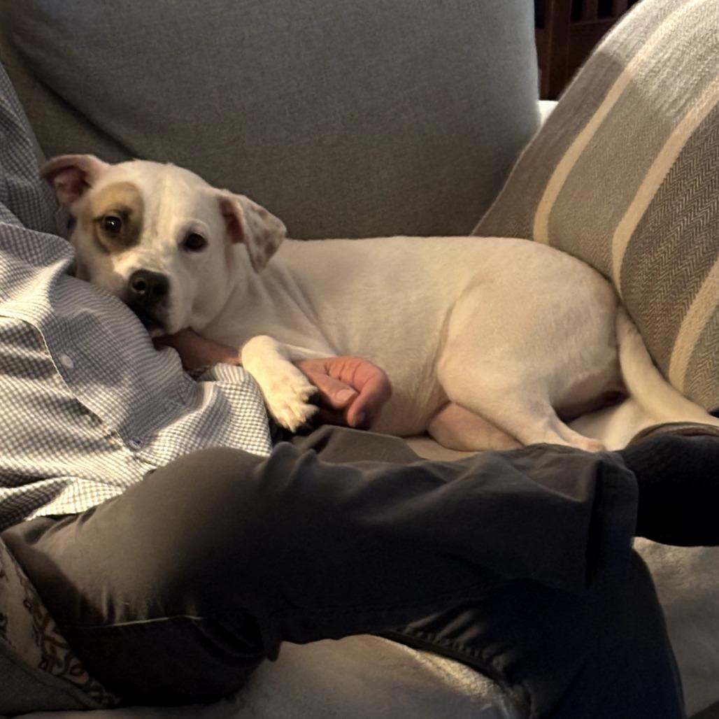 Lyla, Adoptable, Young Female Pit Bull Terrier.