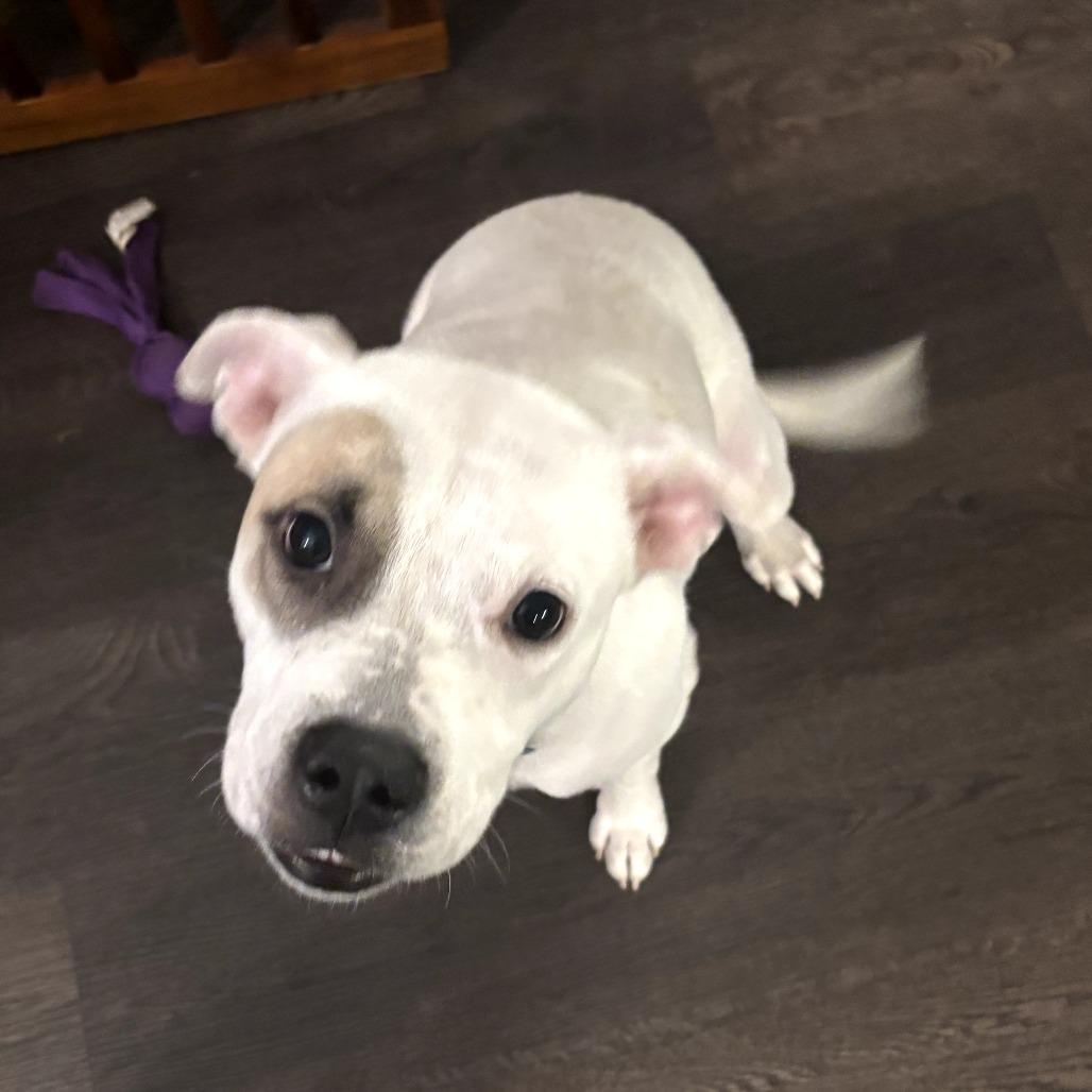 Enlarge Lyla, a Adoptable Pit Bull Terrier in Bessemer, AL image 2/6