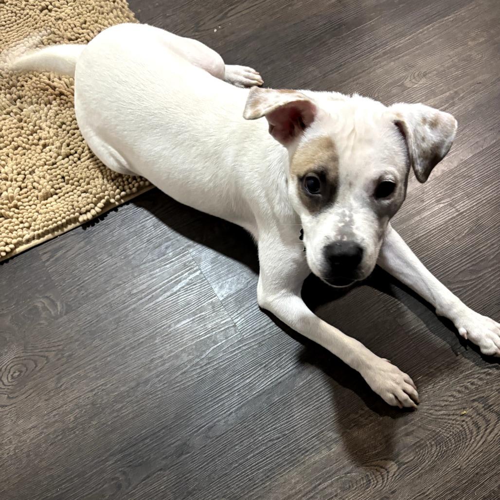 Enlarge Lyla, a Adoptable Pit Bull Terrier in Bessemer, AL image 3/6