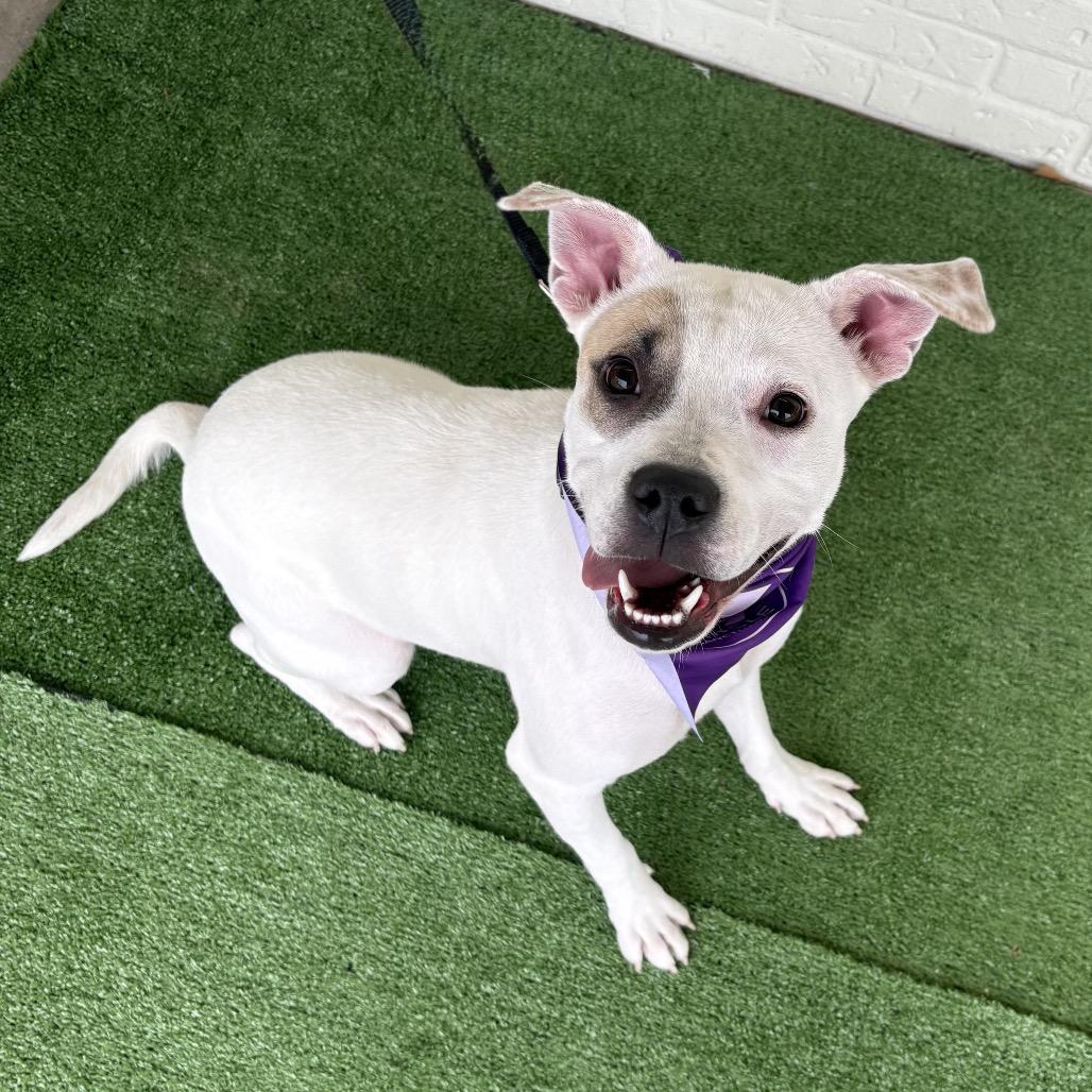 Enlarge Lyla, a Adoptable Pit Bull Terrier in Bessemer, AL image 4/6