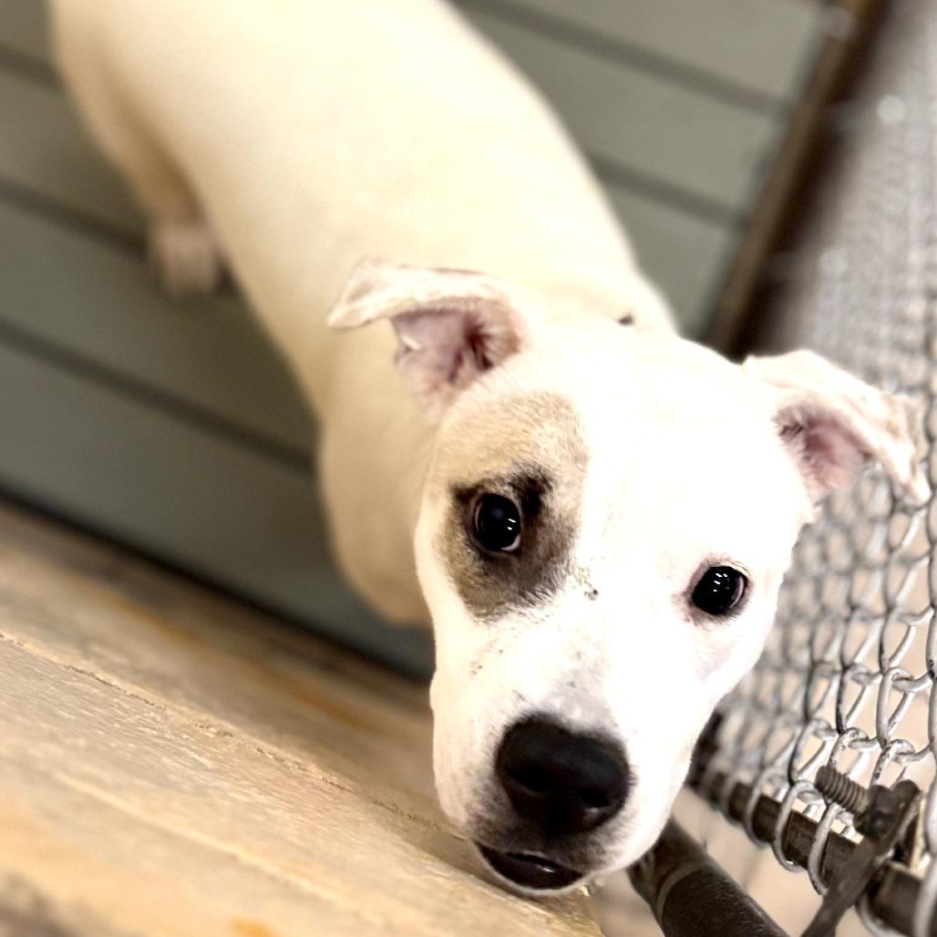 Enlarge Lyla, a Adoptable Pit Bull Terrier in Bessemer, AL image 5/6