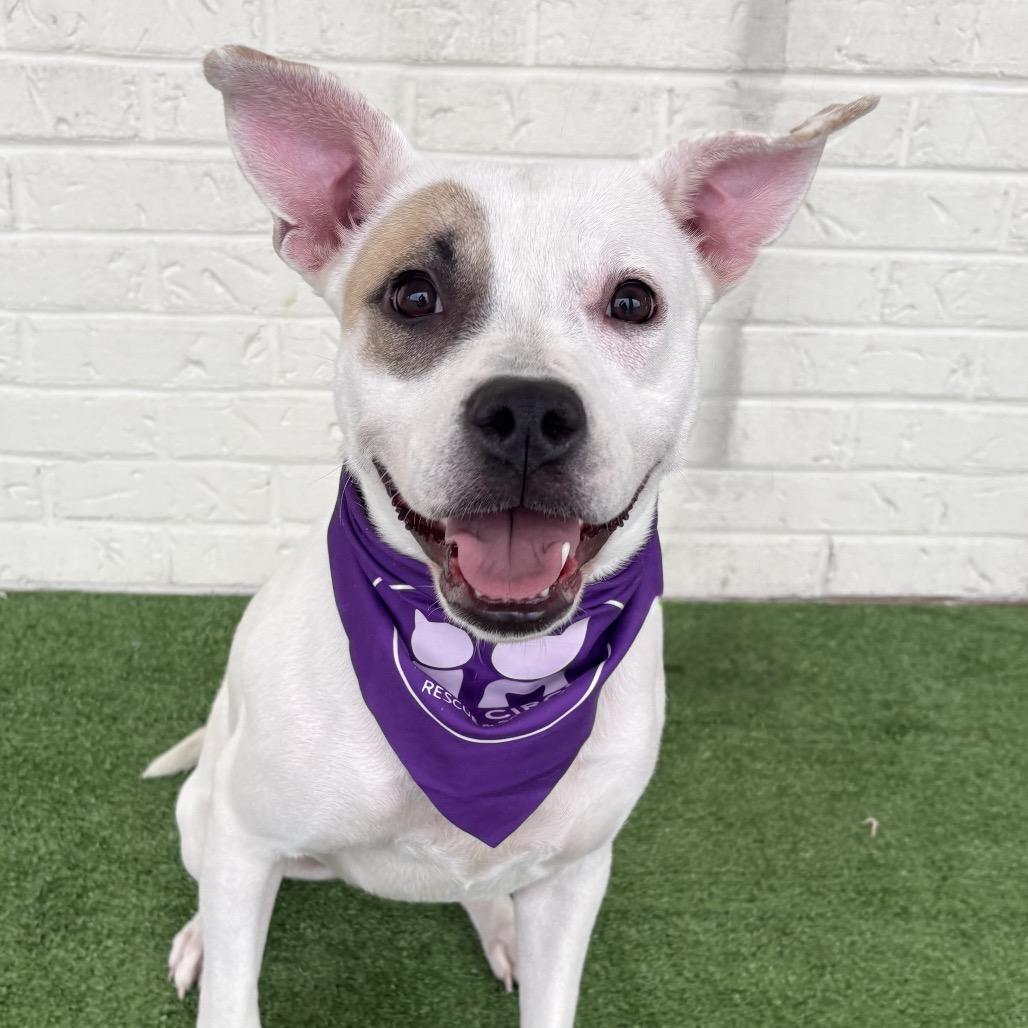 Enlarge Lyla, a Adoptable Pit Bull Terrier in Bessemer, AL image 6/6