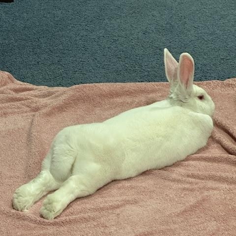 Dora, a Adoptable New Zealand in Edina, MN image 1/4