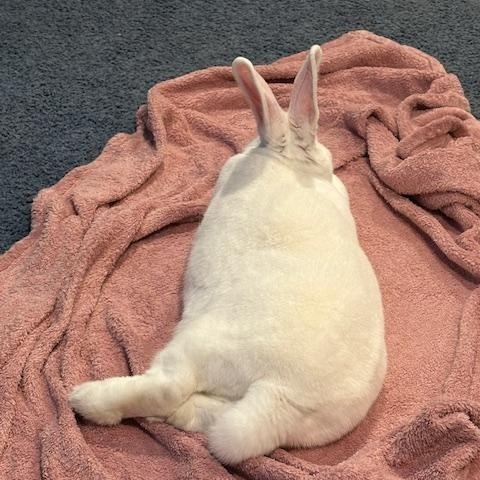 Dora, Adoptable, Adult Female New Zealand.