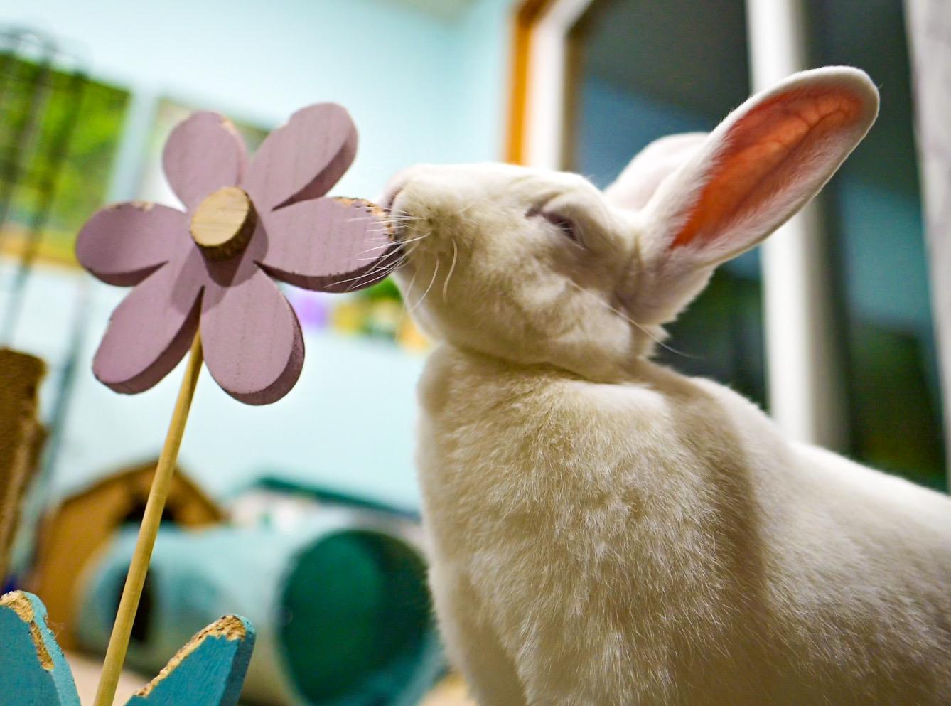 Dora, a Adoptable New Zealand in Edina, MN image 3/4