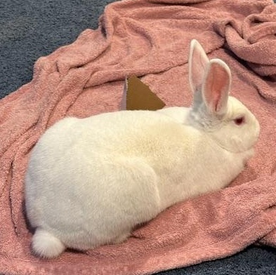 Dora, a Adoptable New Zealand in Edina, MN image 4/4