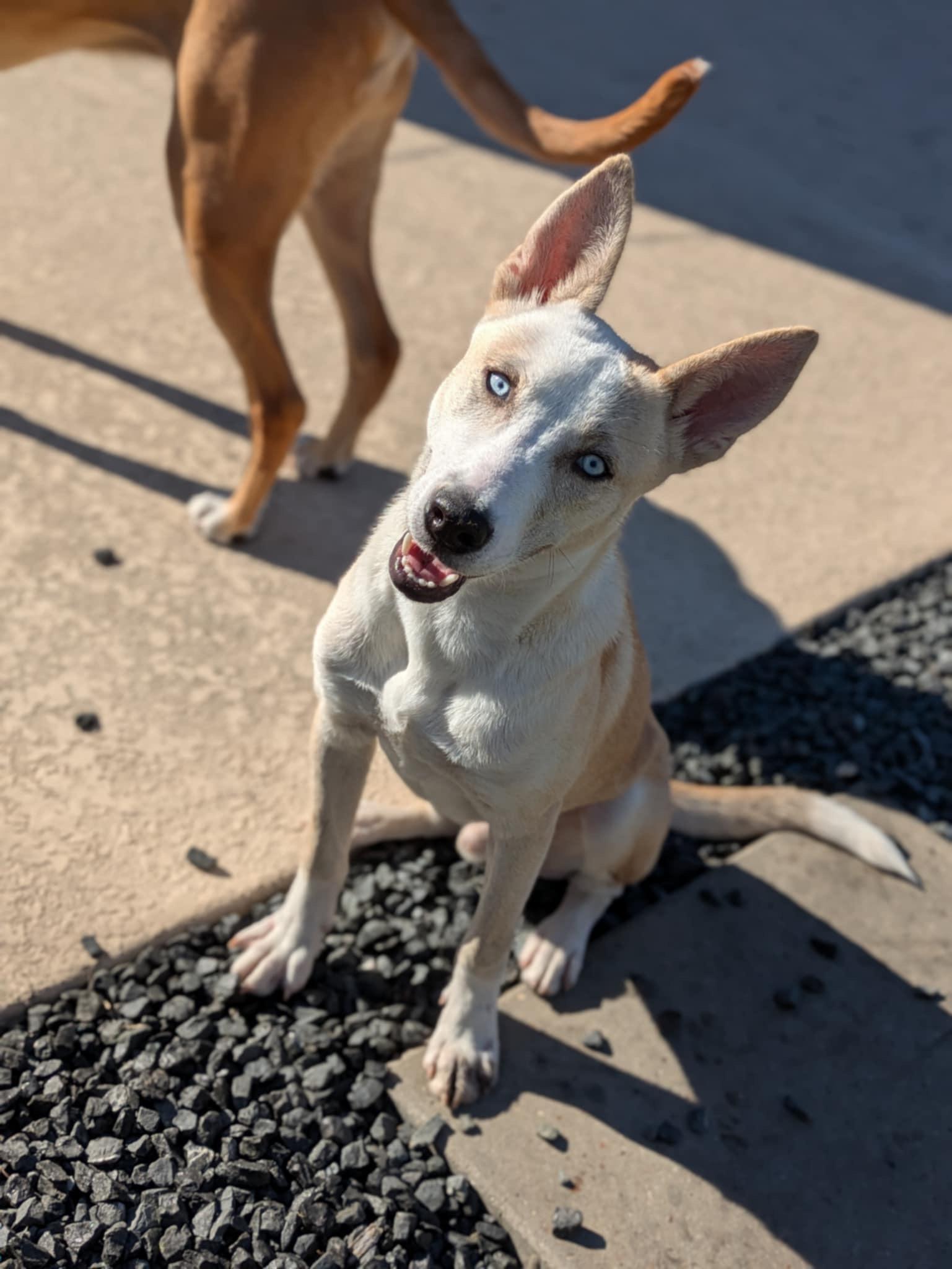 Cash, Baby Male Husky