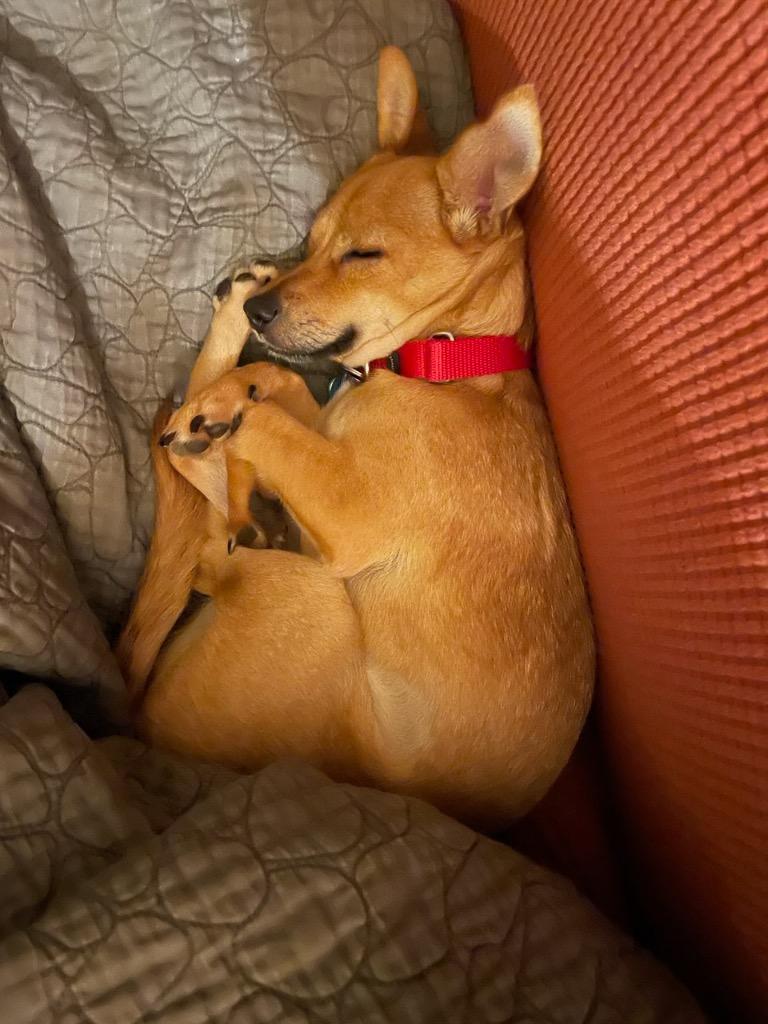 Enlarge Rosa, a Adoptable mixed breed in Bellevue, WA image 1/5