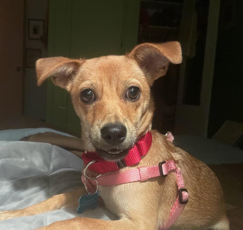 Enlarge Rosa, a Adoptable mixed breed in Bellevue, WA image 2/5