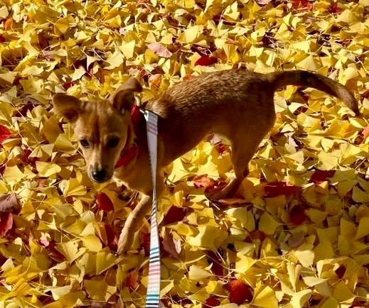 Enlarge Rosa, a Adoptable mixed breed in Bellevue, WA image 3/5