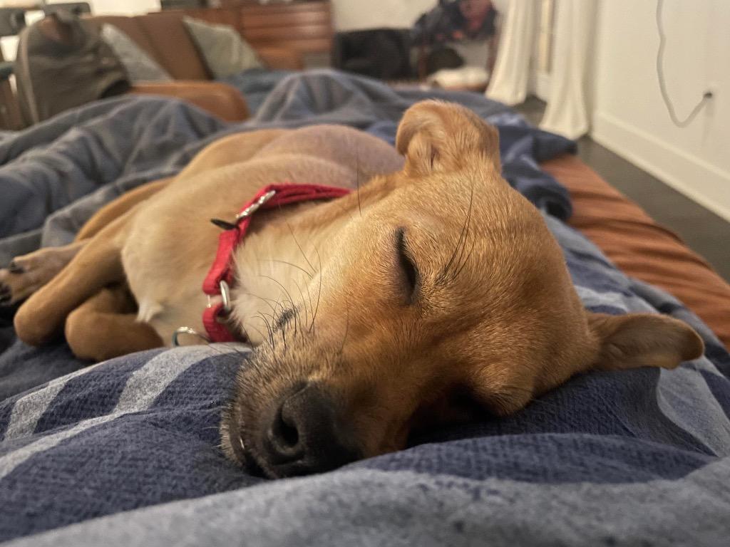 Enlarge Rosa, a Adoptable mixed breed in Bellevue, WA image 4/5