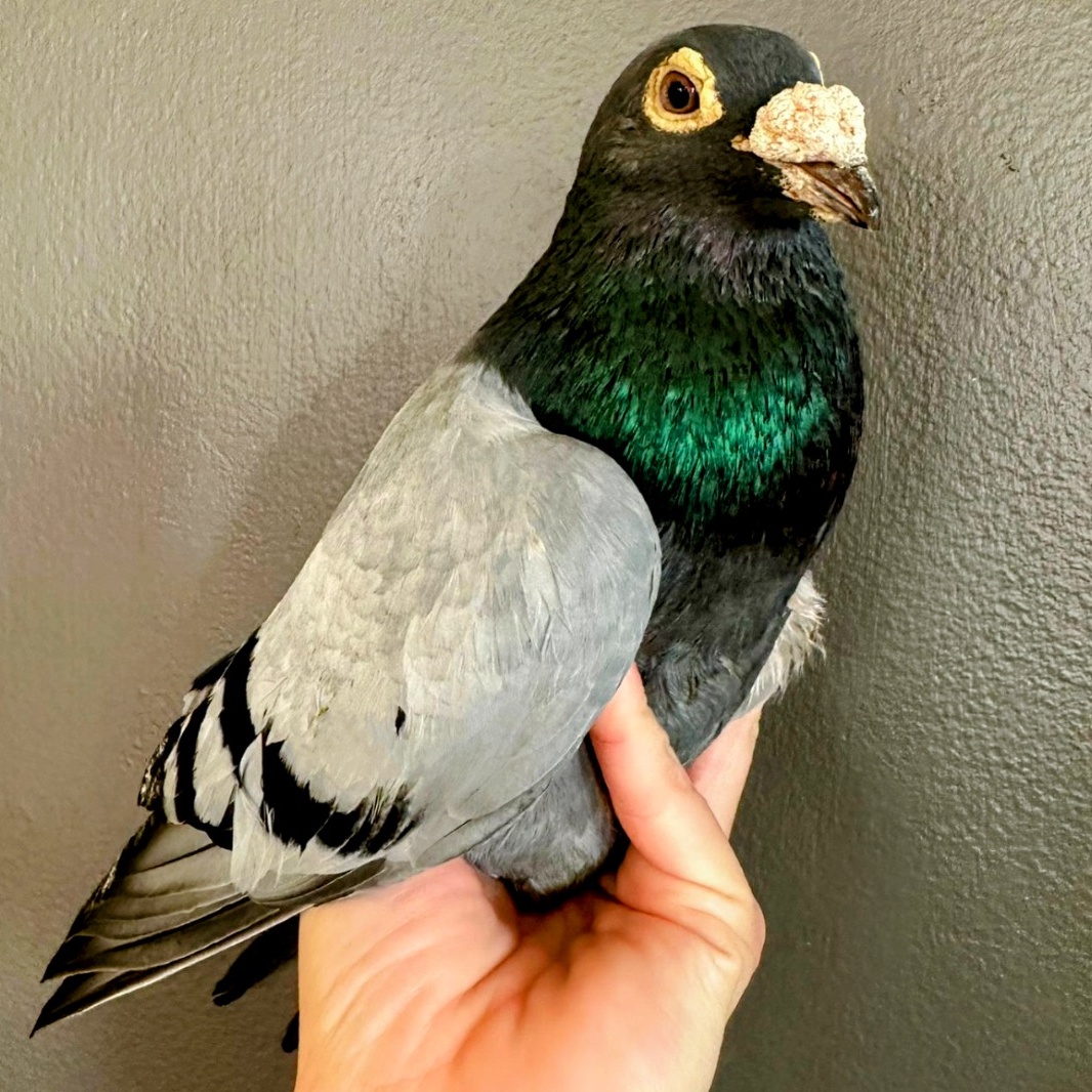 Lavash, a Adoptable Pigeon in Chicago, IL image 1/3