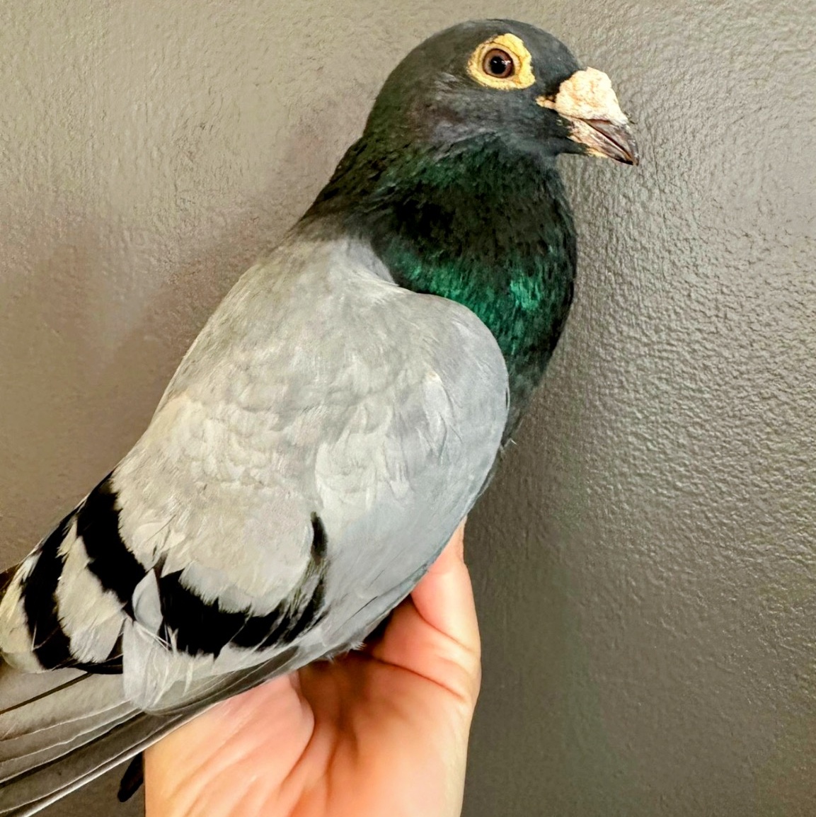 Lavash, a Adoptable Pigeon in Chicago, IL image 3/3