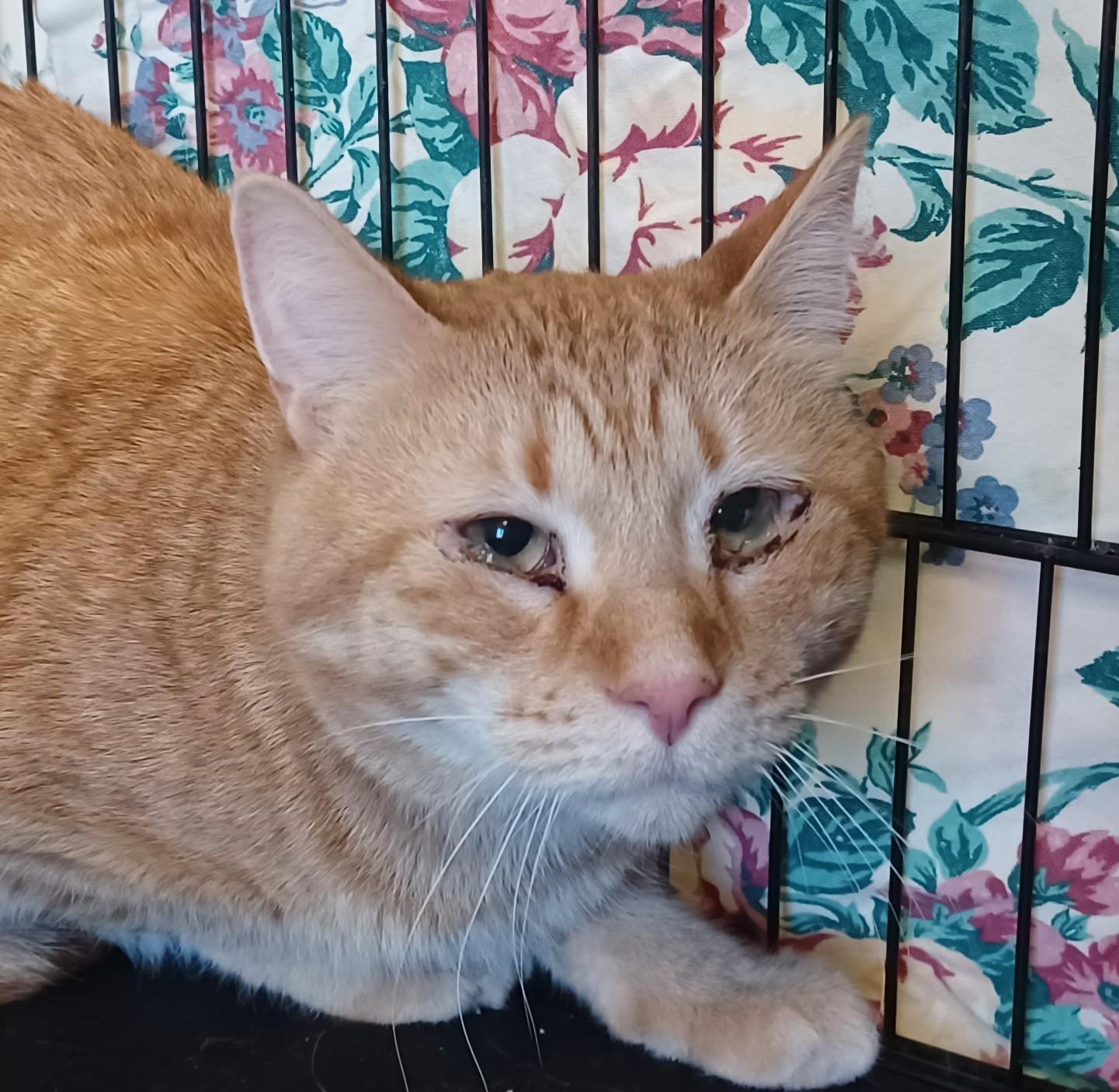 Teddy, ADOPTABLE, Adult Male Domestic Short Hair.