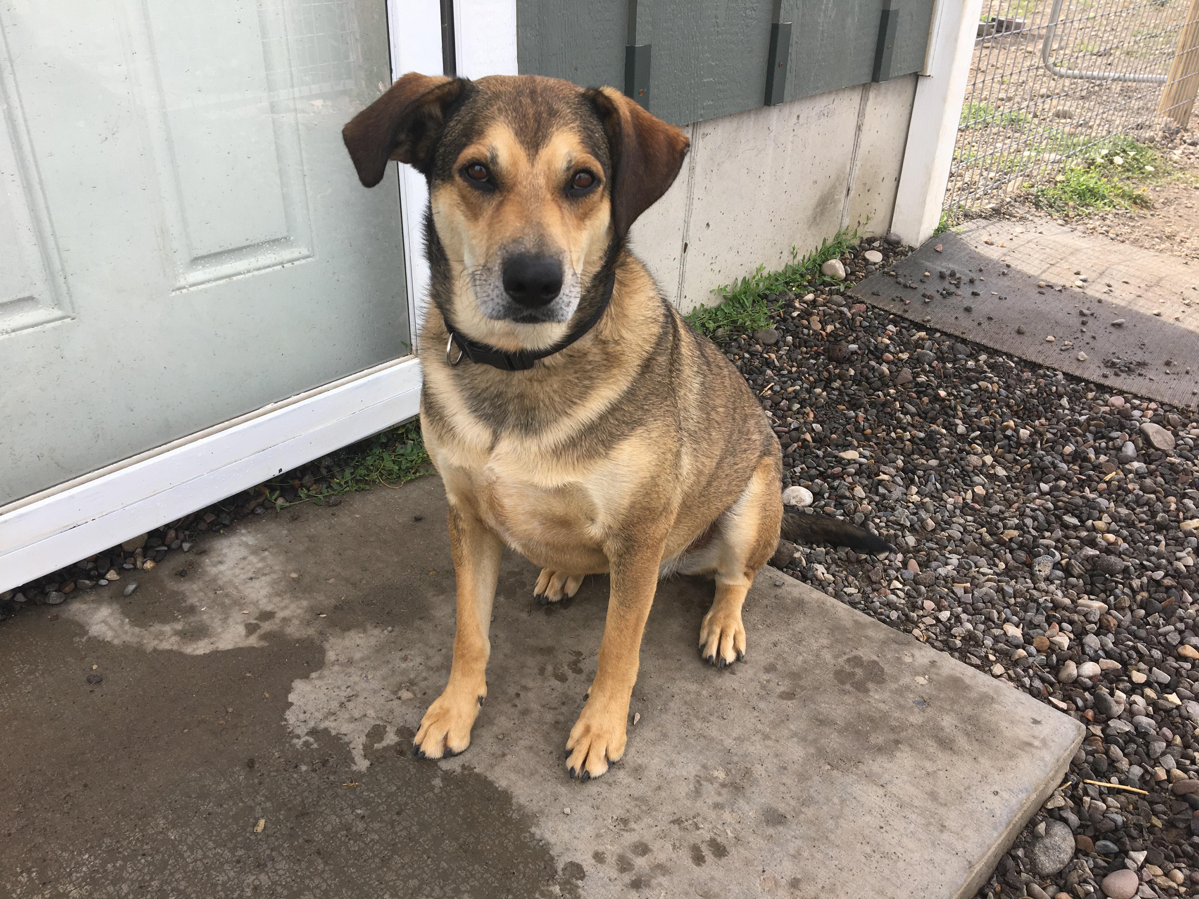 Bacon, ADOPTABLE, Senior Male Shepherd.