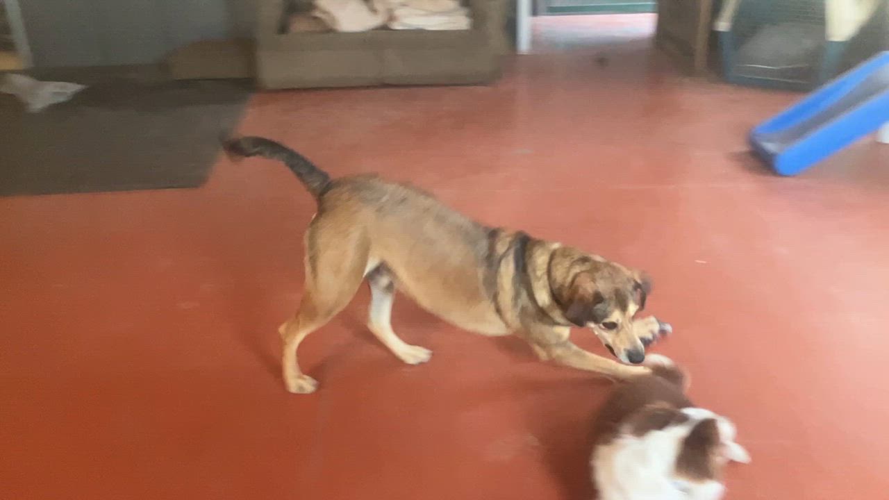 Enlarge Bacon, a ADOPTABLE mixed breed in St. Anthony, ID video 4/4