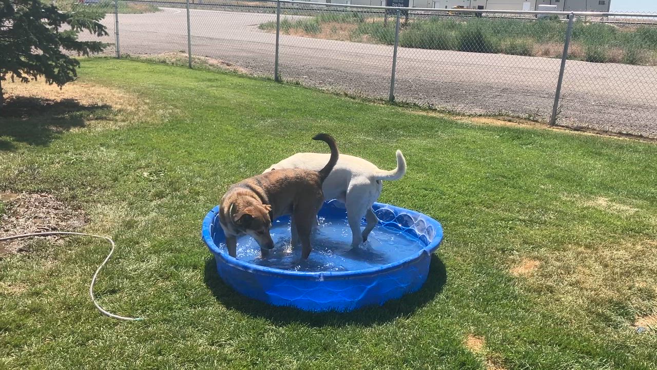 Enlarge Bacon, a ADOPTABLE mixed breed in St. Anthony, ID video 2/4