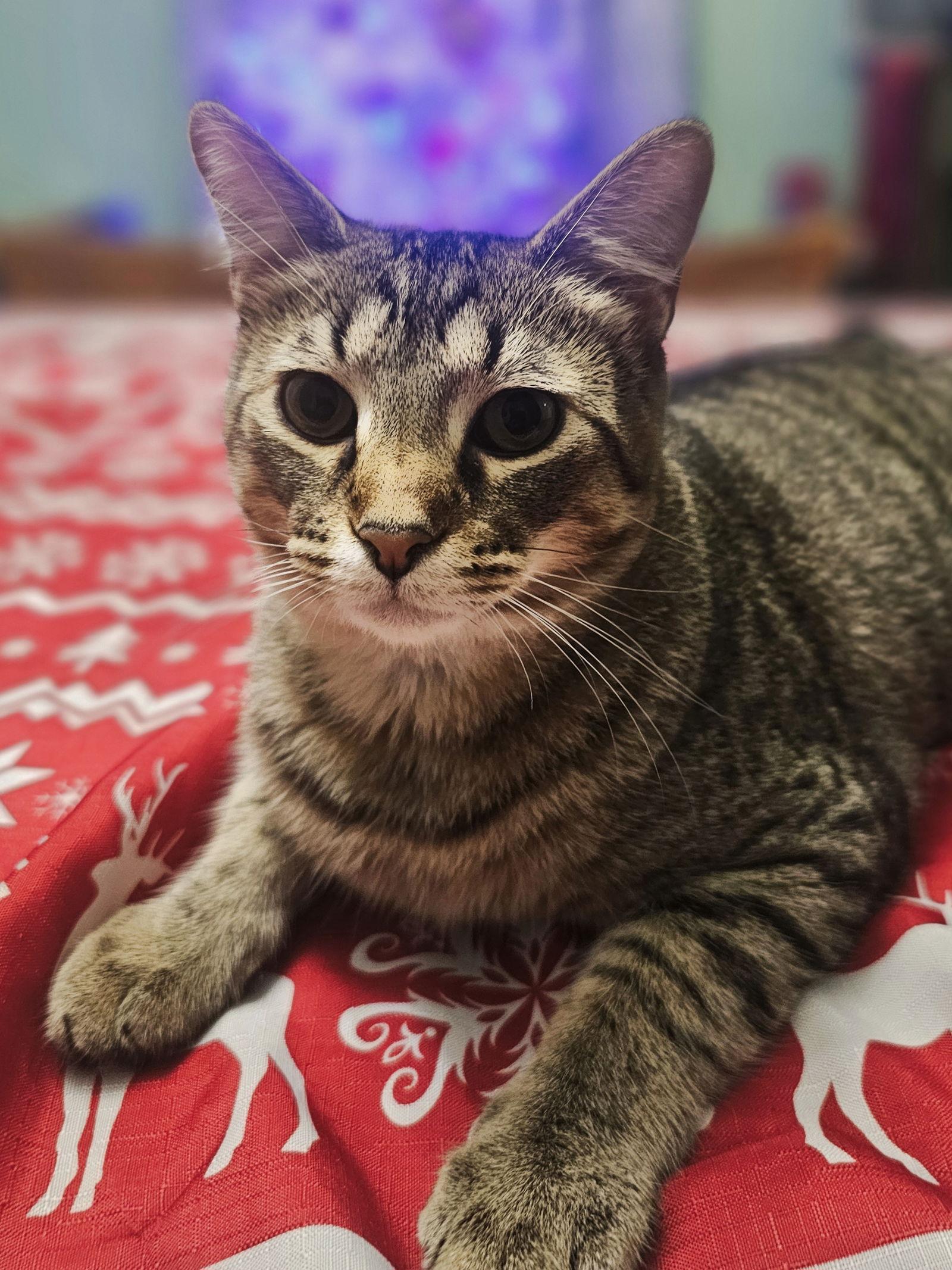 Gambit, Adoptable, Kitten Male Domestic Short Hair.