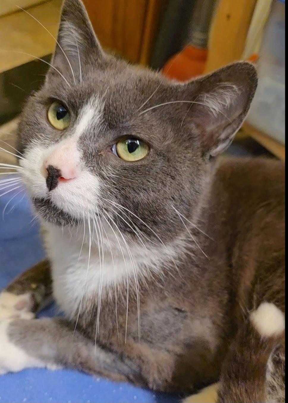 Alfred 4 years AVAILABLE 5/21, Adoptable, Young Male Domestic Short Hair.