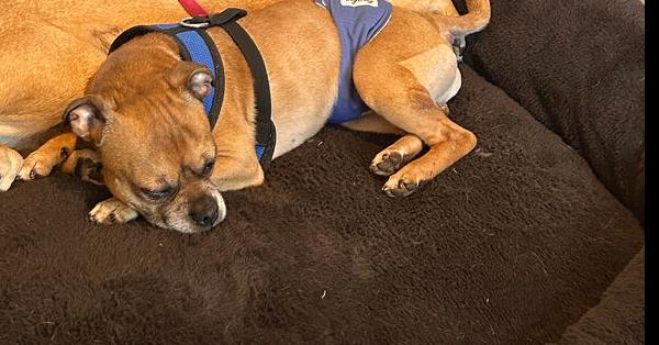 Chewbacca -4952-Greenville, SC, Adoptable, Adult Male Boston Terrier & Pug.