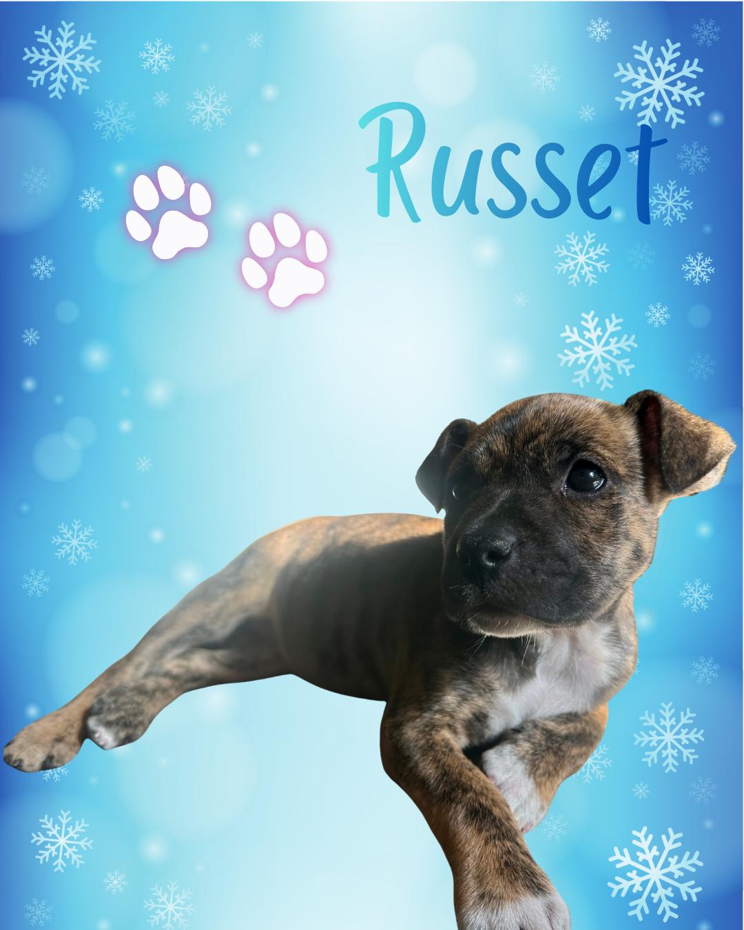Russet, ADOPTABLE, Puppy Female Pit Bull Terrier.