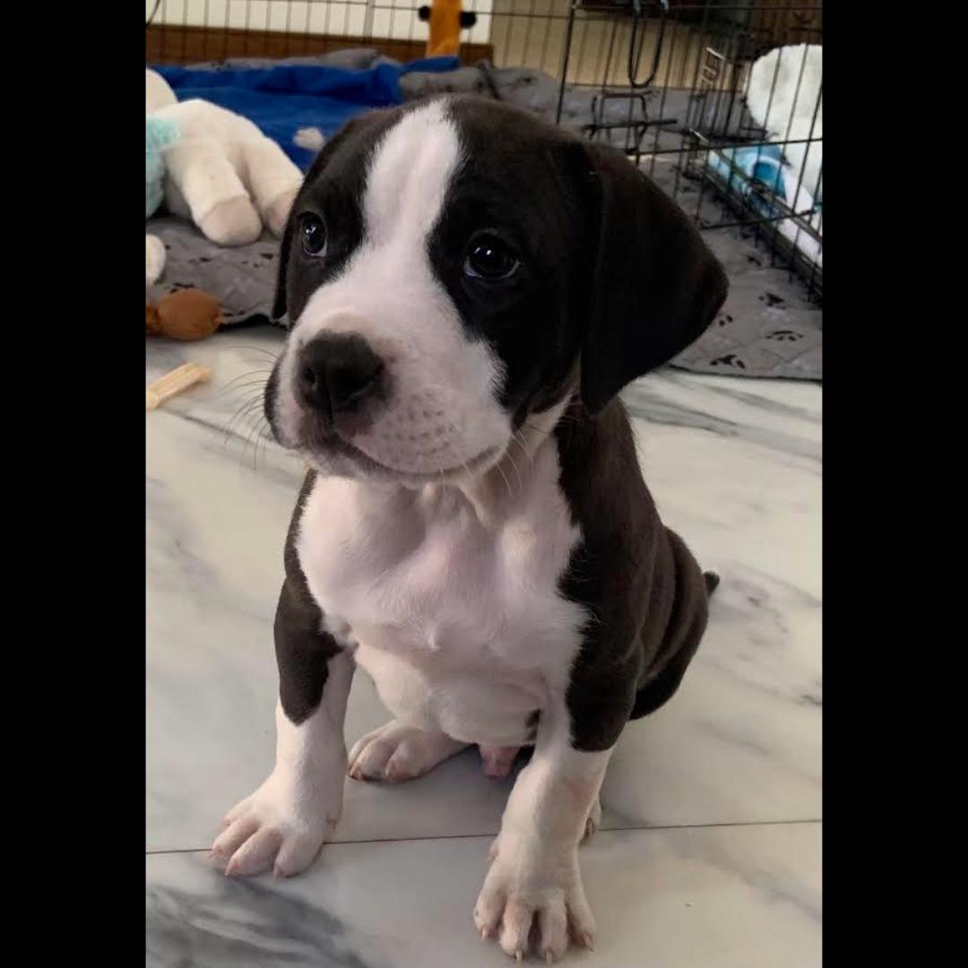 Enlarge Kettle, a ADOPTABLE mixed breed in Midlothian, VA image 4/5