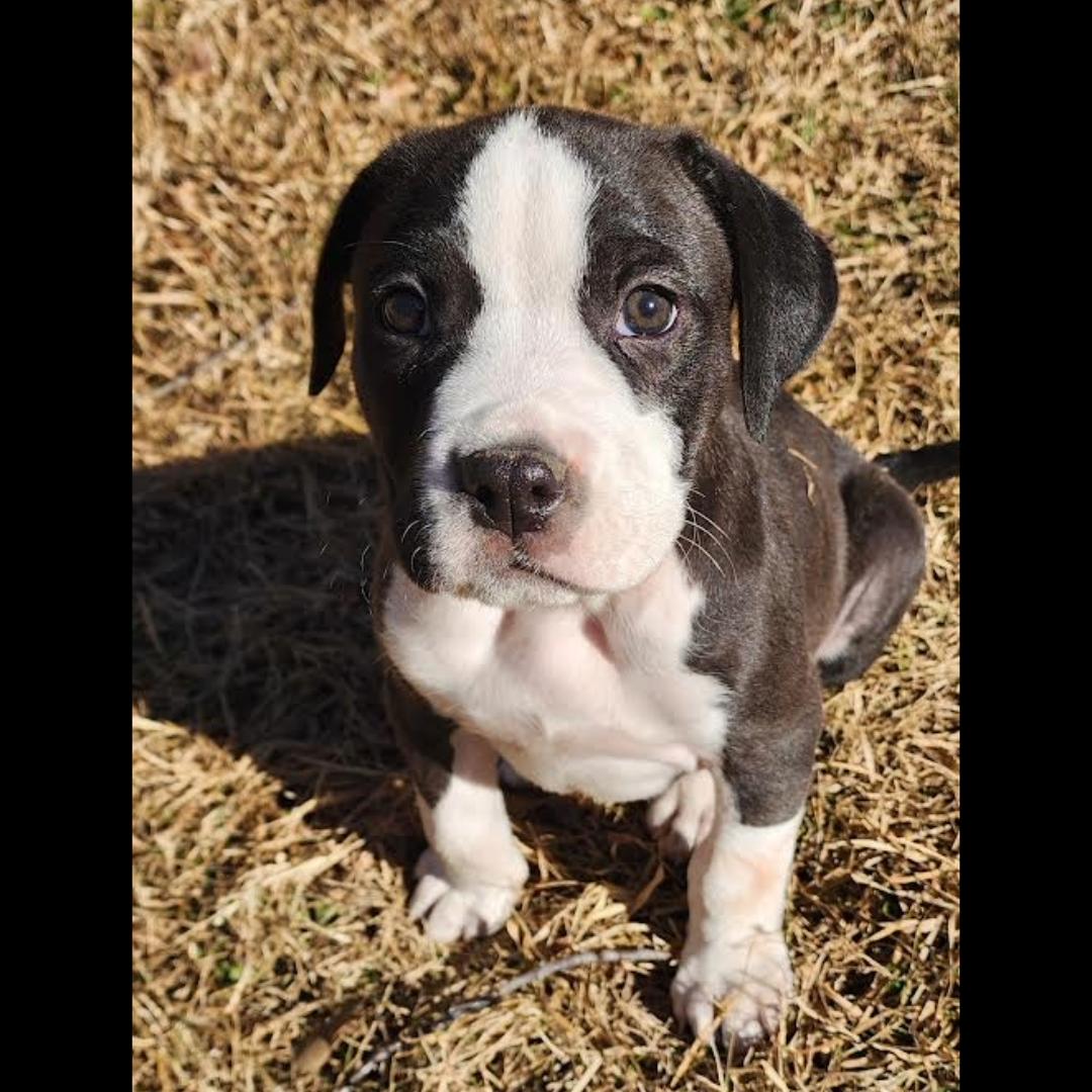 Enlarge Kettle, a ADOPTABLE mixed breed in Midlothian, VA image 2/5