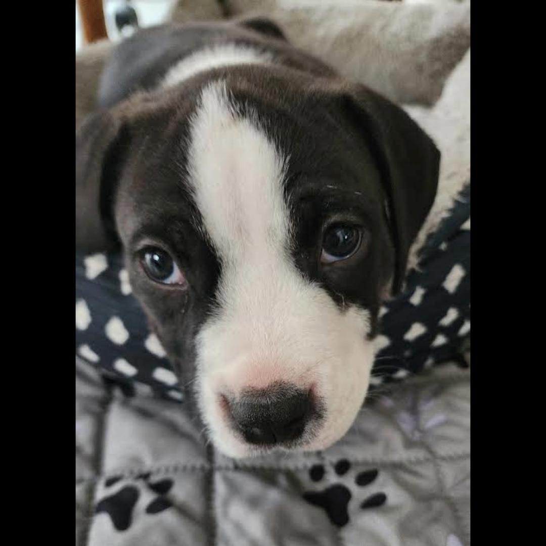 Enlarge Kettle, a ADOPTABLE mixed breed in Midlothian, VA image 5/5