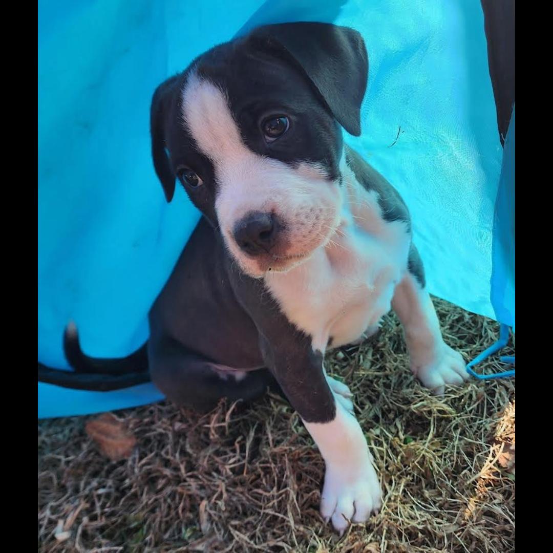 Enlarge Kettle, a ADOPTABLE mixed breed in Midlothian, VA image 1/5